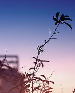 silhouette, plant, dawn, flower, flowers, nature, planting
