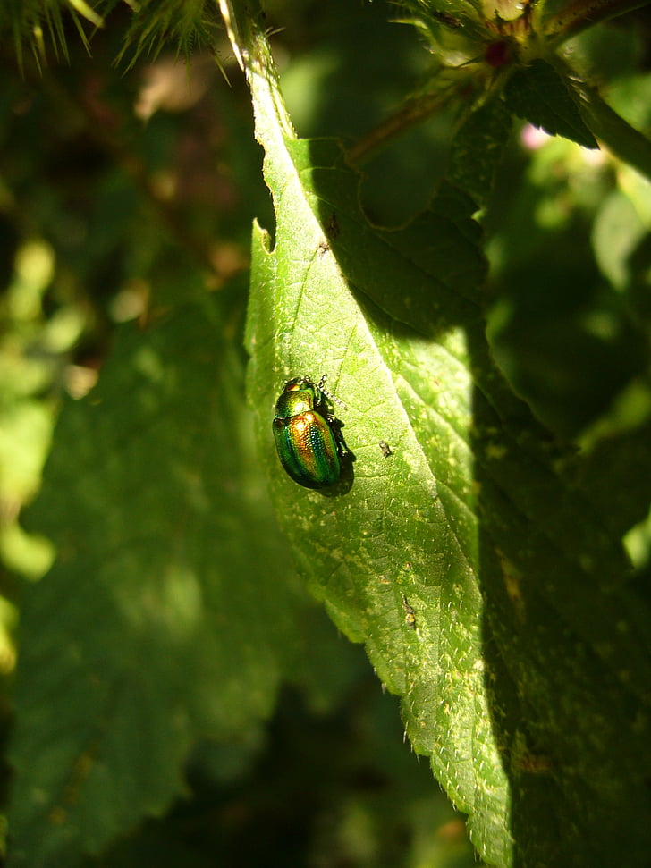 bille, skinnende rose gold beetle, vanlige rose beetle, cetonia aurata, dyr, insekt, Rose beetle