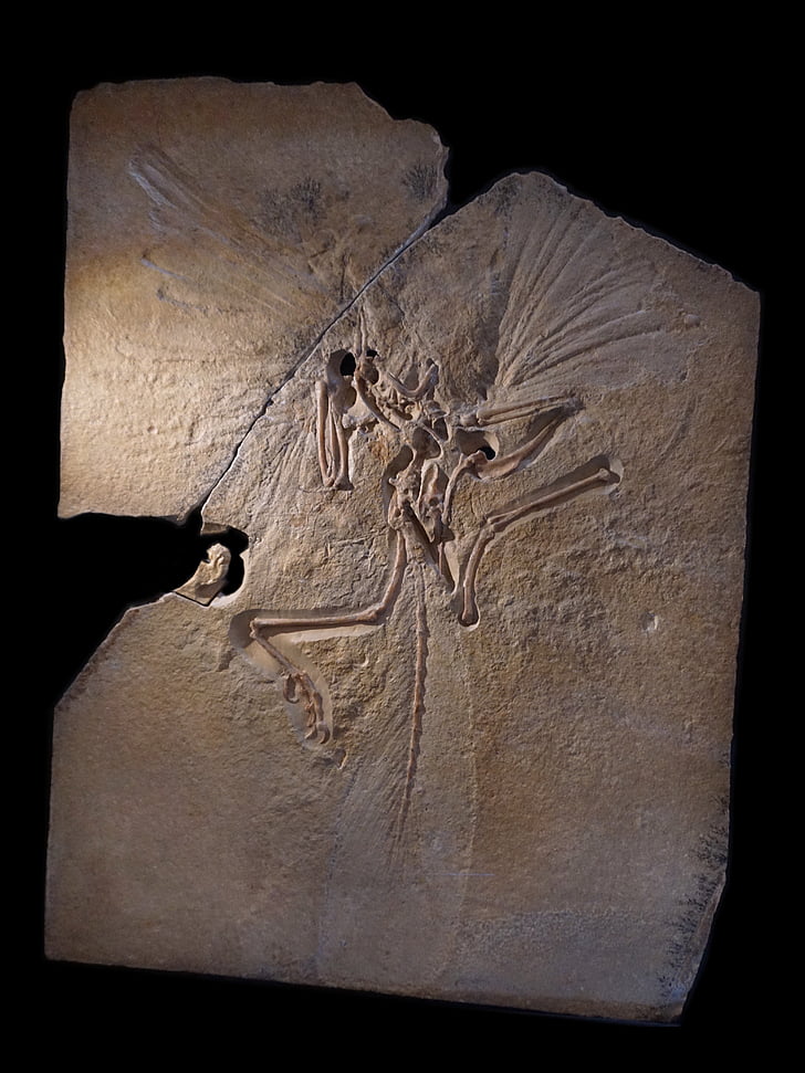 archeopteryx, skjelett, fossilt, archosaurs, overgangsreglene form, petrification, forsteinet