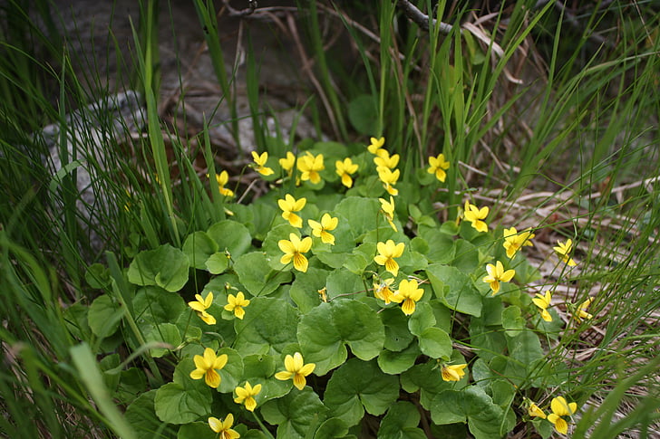 blomst, fjell, gul mountain fiolett, Alpine blomsten, Viola biflora, natur, gul