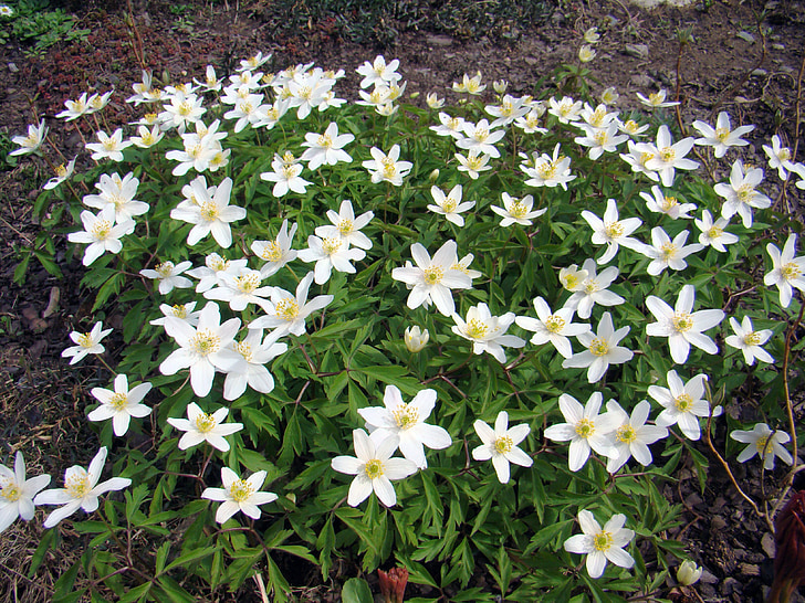wood anemone, anemones, flowers, several, many