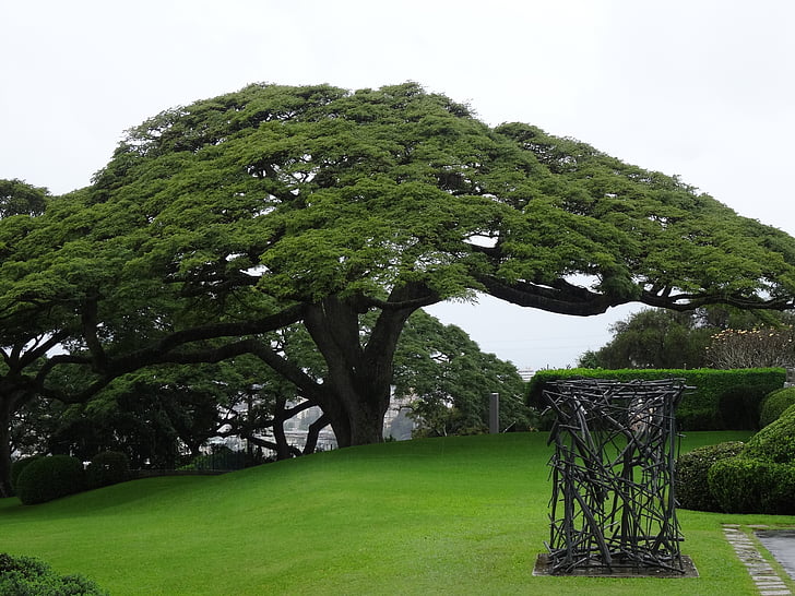 sade puu, Samanea saman, puu, mimosengewäch, Hawaii, Park, Honolulu