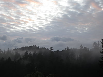 Forest, brume, gris, Colombie-Britannique, Canada
