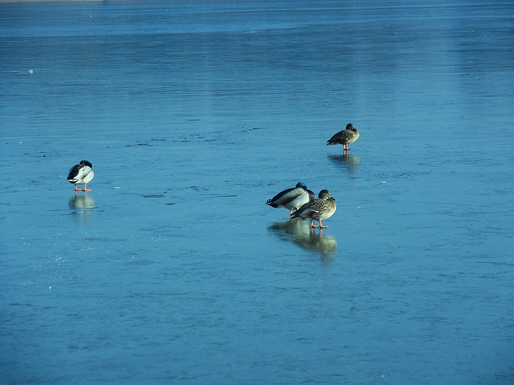 Bebek, Danau, musim dingin, es