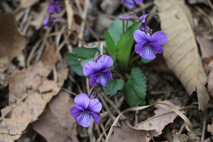 ziedi, Violeta, Pavasaris