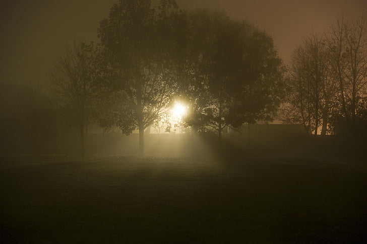nuit, brouillard, mystique, arbre, rayon de lumière, tranquilité, nature