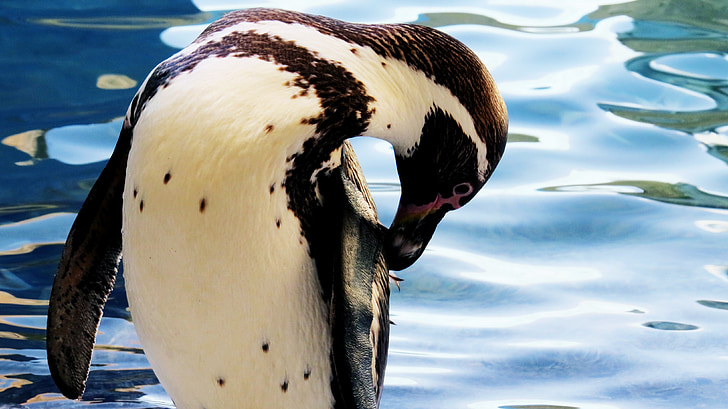 Pingwin Humboldta, Pingwin, Ave, wody, zwierzęta, staw, woda zwierzę