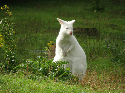 Albino, kangur, zwierzęta, biały