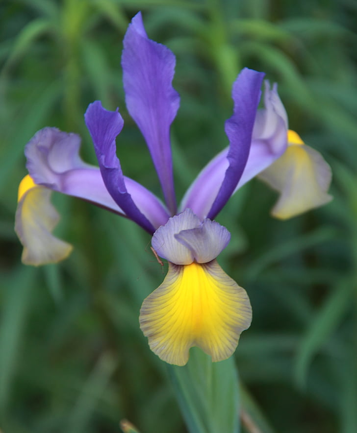 Iris, blomst, hage, anlegget