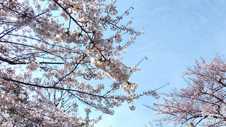 Sakura, nebo, pomlad, narave, drevo, japonščina, podružnica
