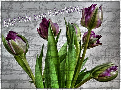 rojstni dan, cvetje, vse najboljše, tulipani, pozdrav, voščilnice, darilo
