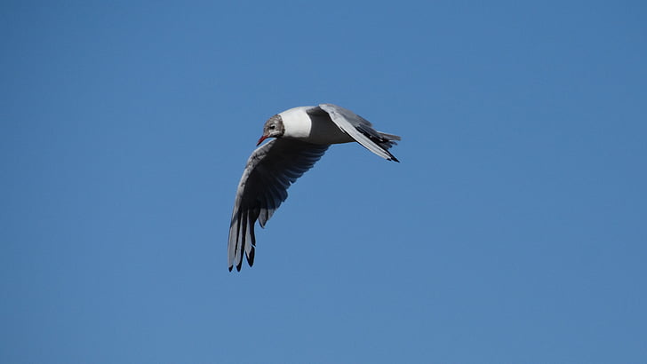 nature, bird in flight, common tern