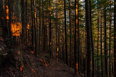 sunlight, trees, pine, sun set, forested, forest, tree