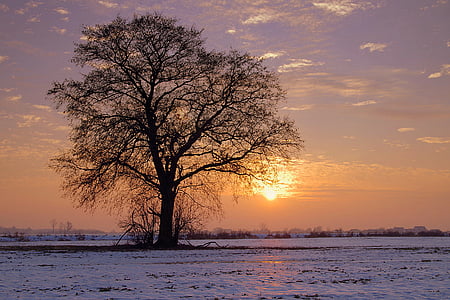 drzewo, samotny, zachód słońca, zimowe, kolory, śnieg, Zmierzch