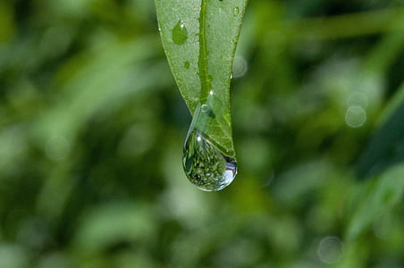 drip, dew, dewdrop, drop of water, leaf, nature, green
