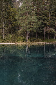 corps, eau, arbres, en journée, Lac, réflexion, Forest