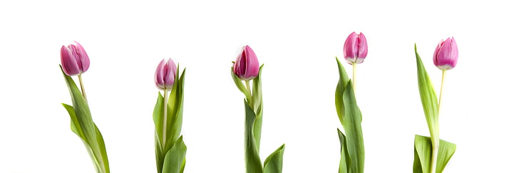 tulips, flowers, pink, completed, white background, isolated, flower