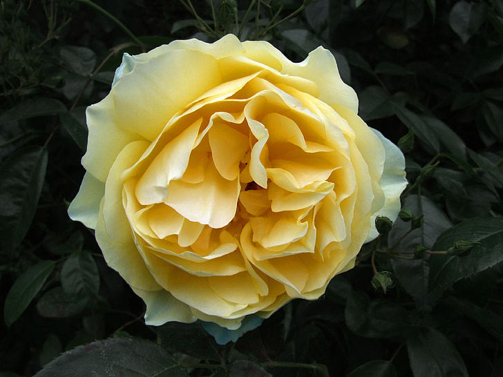 Роза, жълто, крем, цвете, флорални, венчелистче, цвят