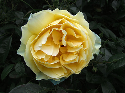 τριαντάφυλλο, Κίτρινο, κρέμα γάλακτος, λουλούδι, floral, πέταλο, χρώμα