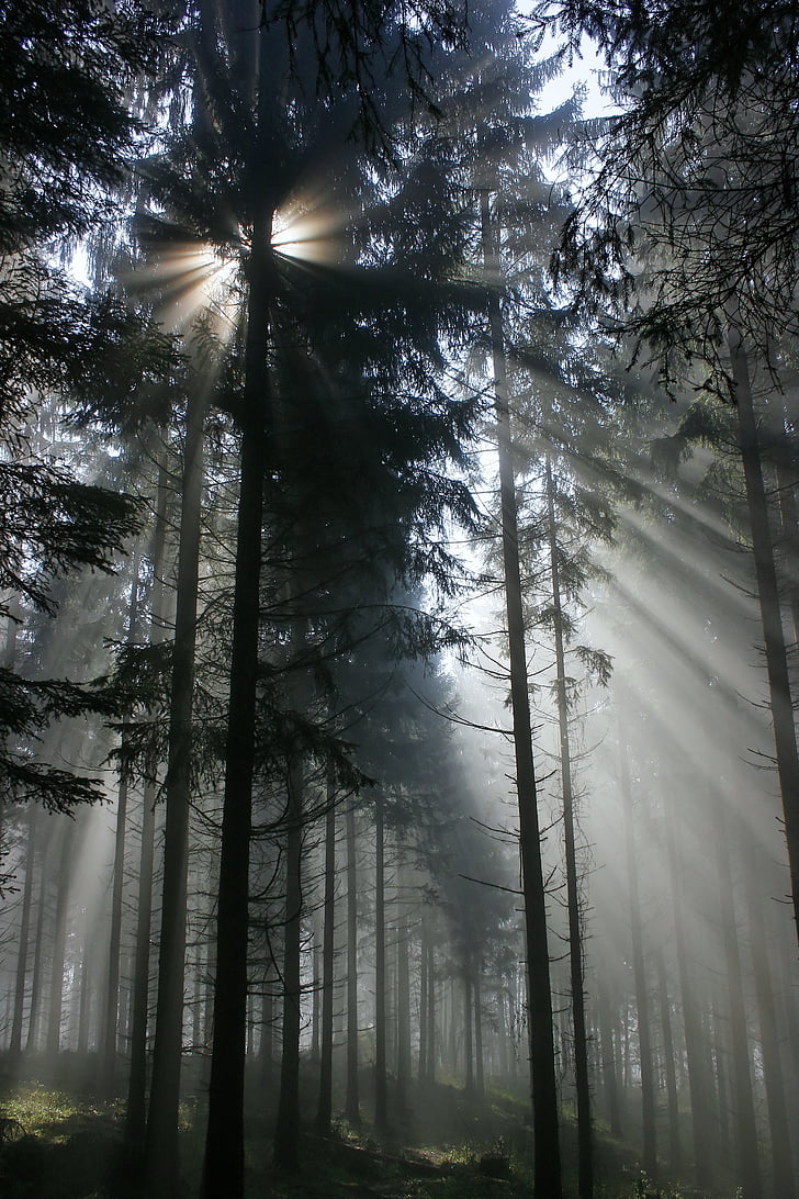 floresta, luz de volta, árvores, raio de sol, gegenlichtaufnahme, manhã, árvore
