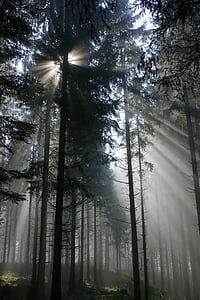 meža, gaismu atpakaļ, koki, saules stars, gegenlichtaufnahme, no rīta, koks