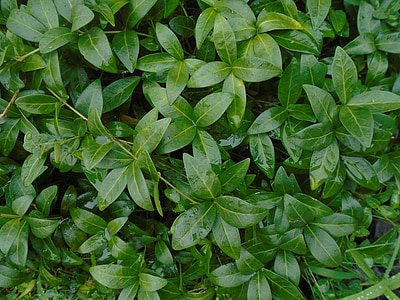 фоновому режимі, вічнозелених, після дощу, витких рослин, Грін, Природа, листя