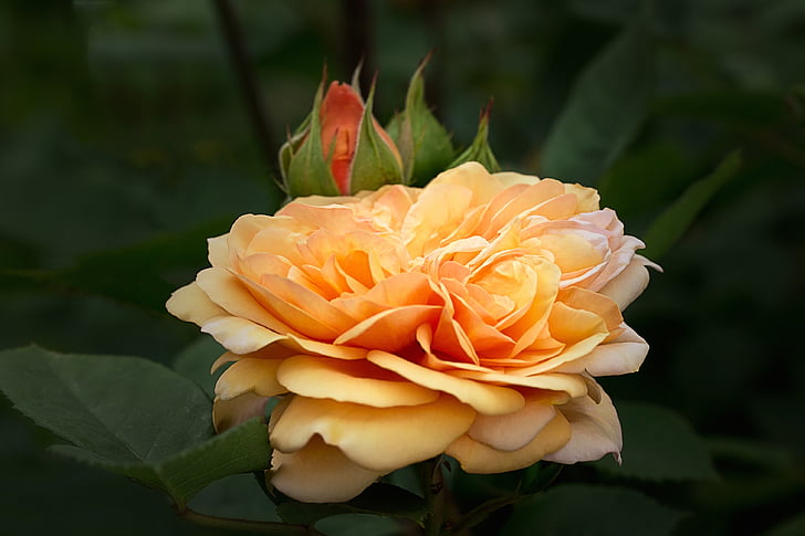 Rosas, rosas Inglés, Rosas de Austin, naturaleza, Pétalo, flor color de rosa-, ramo de la