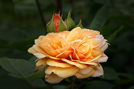roosid, inglise roosid, Austin roses, loodus, kroonleht, Roosi - lill, kimp