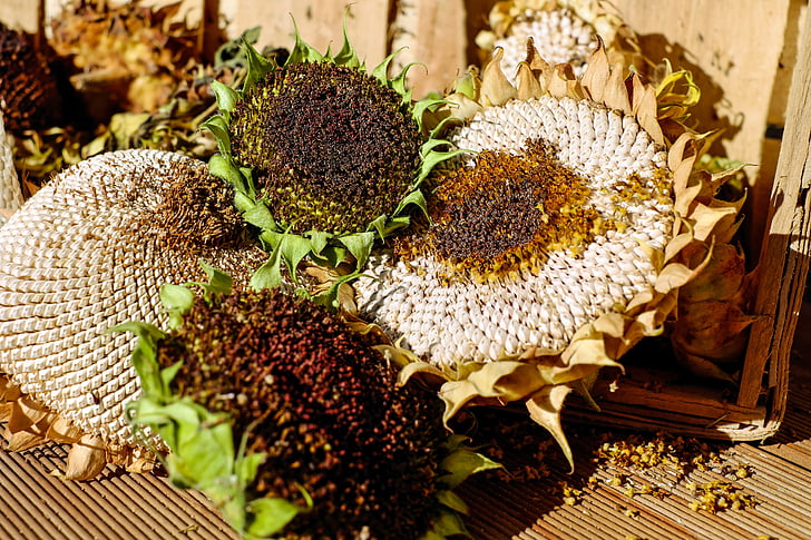 Sončnica, nasedli tepta nad, semena, struktura, suho, jeseni, čebelnjak