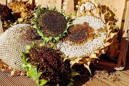 Slunečnice, ohebný pošlapává nad, semena, struktura, suché, podzim, včelí úl