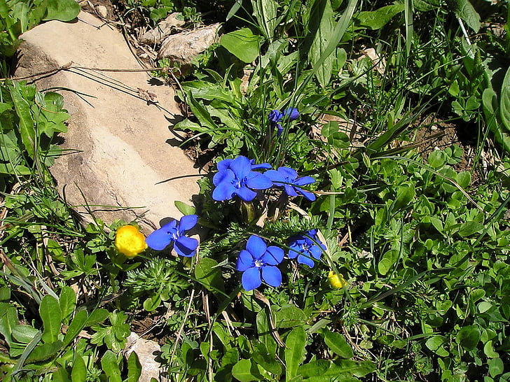 βουνά, αλπική, λουλούδι, μπλε, μωβ, άνθος, άνθιση