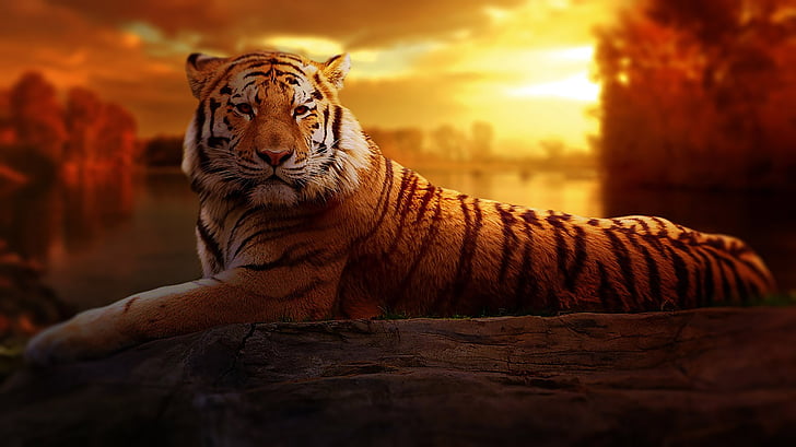 Tiger, solnedgång, Fantasy, naturen, solen, Orange, landskap
