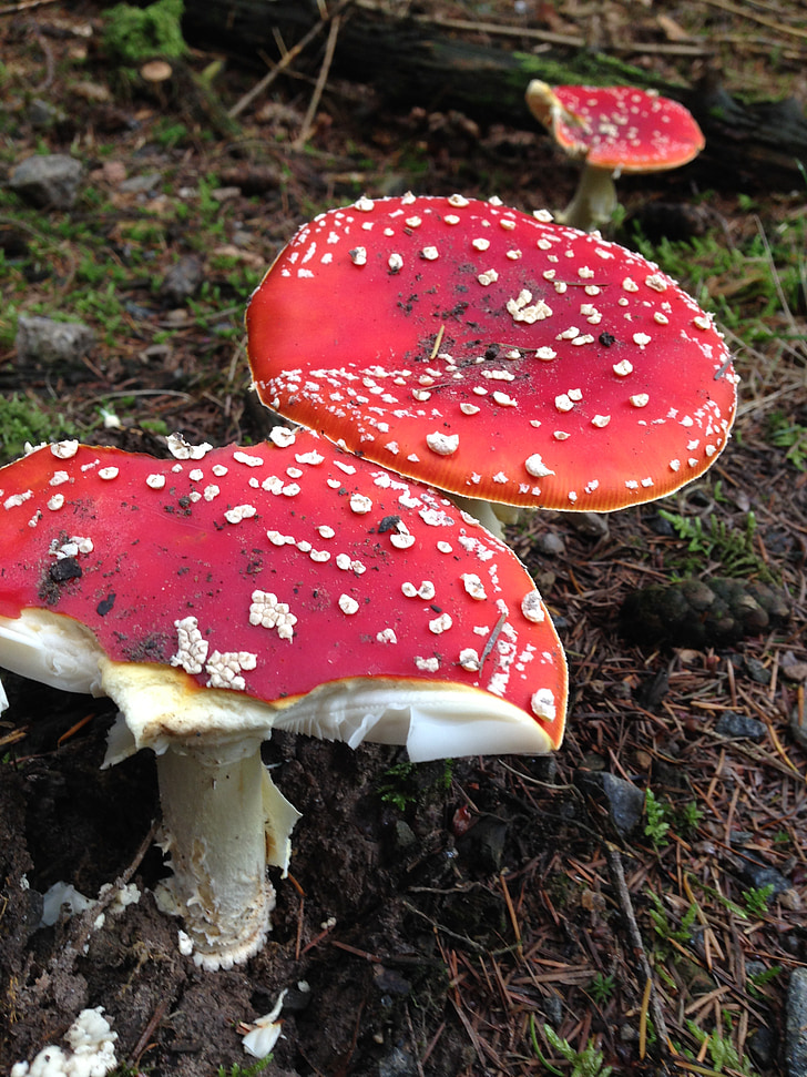 fly agaric, red toadstools, forest floor, mushroom, toxic, spotted