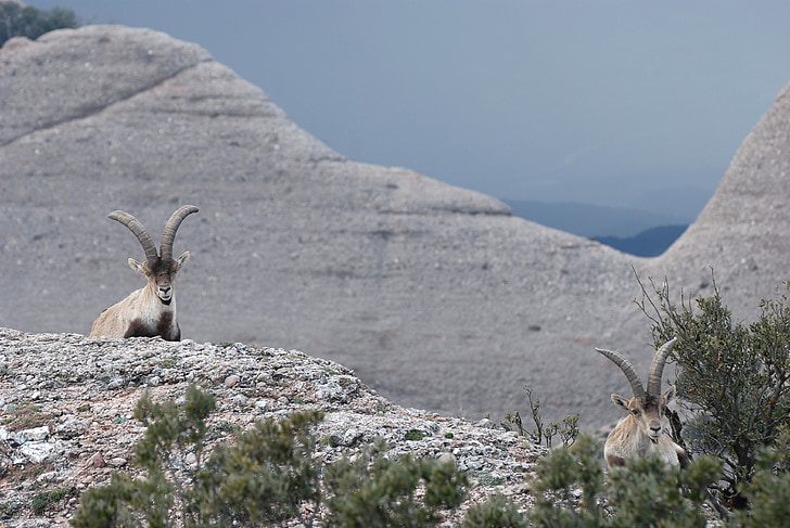 IBEX, Falcão de cabra, espanhol ibex, Espanha, Montserrat, montanha, pedras