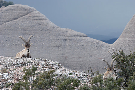 Ibex, Cabra montés, Spaniolă ibex, Spania, Montserrat, munte, roci