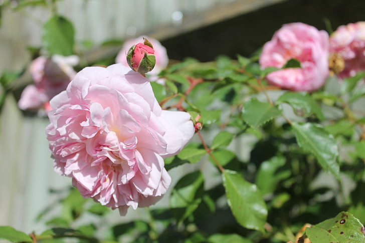 ružičaste ruže, Ružin grm, proljeće, cvijet, vrt, na otvorenom, priroda