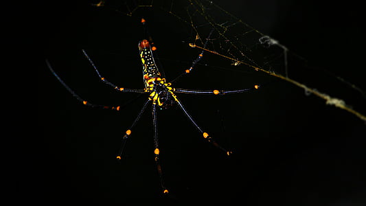 spider, black, yellow, web, macro, scary, nature