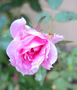 Rosa, ökade, rosa ros, blomma, Flora, blommor, naturen