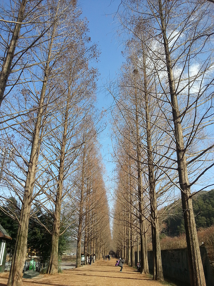 damyang, winter sky, Meta sequoia
