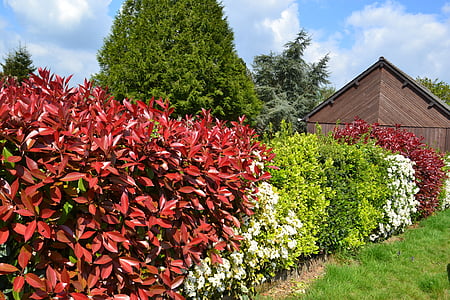 hedge, Haie fleurie, buske, røde blade, fothinia, f.eks, haven