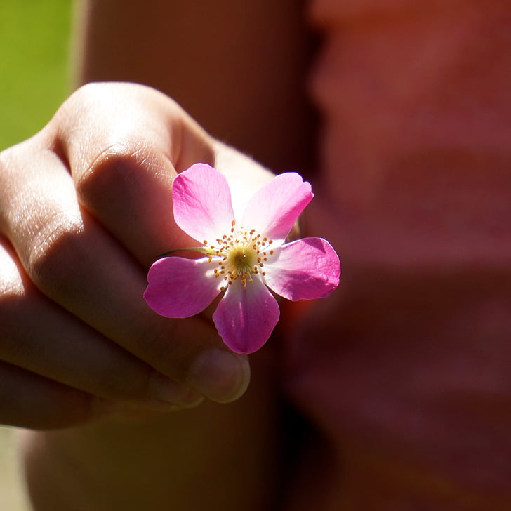 ένα λουλούδι για εσάς, Εμφάνιση, Φτάσε, να δώσει, χέρι, φίλος, φύση