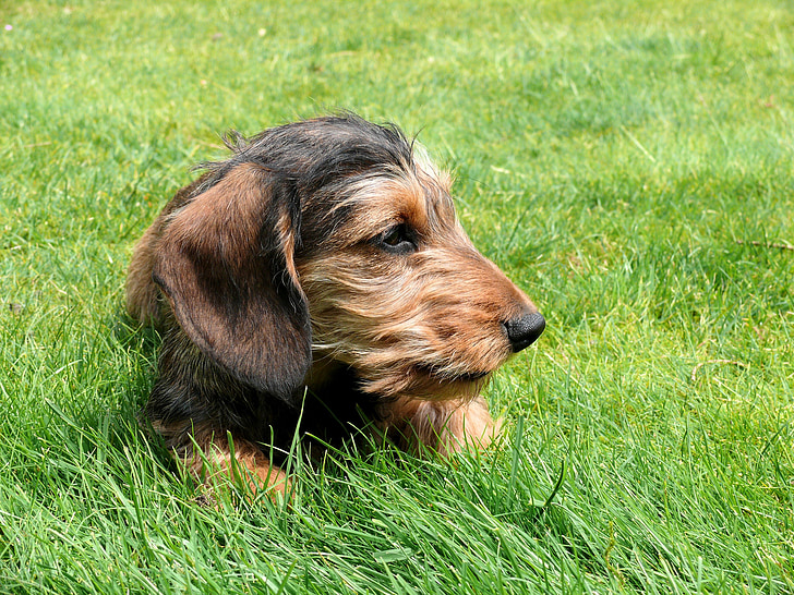 dachshund miniatura, bassê, cão, animal de estimação, animais