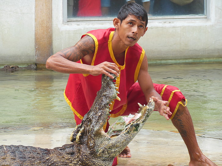 krokodilu ferma, Samut prakan, Taizeme, Rādīt, cilvēki ar krokodiliem, atvērta pēdējā mēneša laikā, zobi