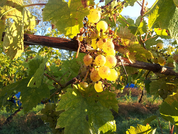 seyval Блан, біле вино, Українська вина, виноград, фрукти, Природа, Виноградна лоза