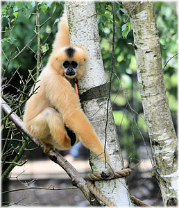 Monkey business, Zoo, alimentaire, série, singe, singes, Holland