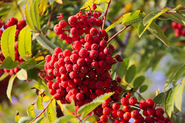 Rowan, Berry, träd, Anläggningen, naturen, Leaf, röd
