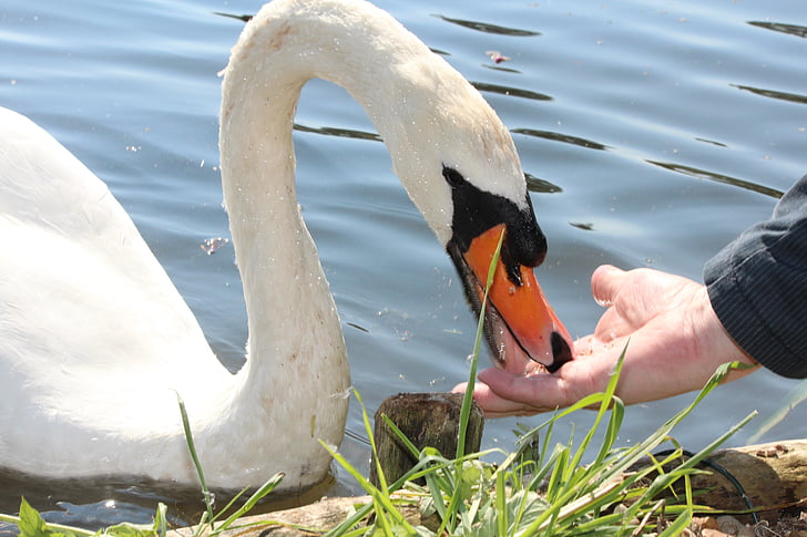 ferie, Swan, hvit, feed, hånd, vann, Bill