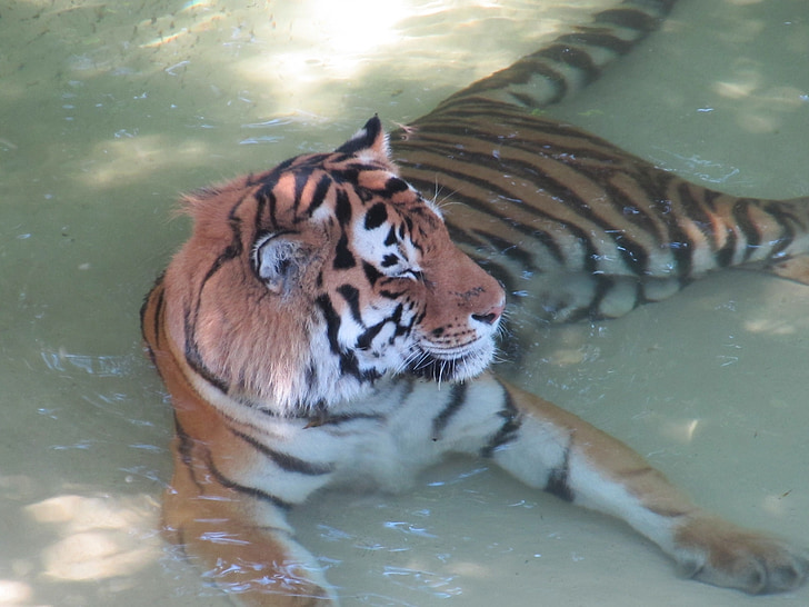 tiger, water, wildlife, big cat, predator, zoo, feline