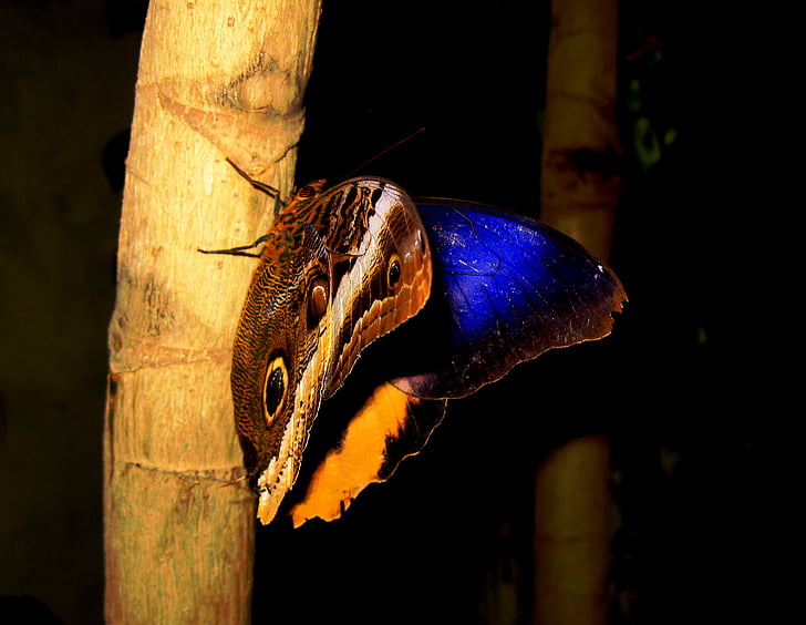 motýľ, Ostrov Mainau