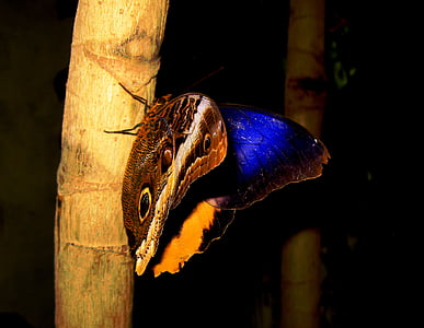 sommerfugl, Mainau ø